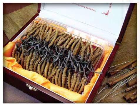 中兴镇冬虫夏草回收